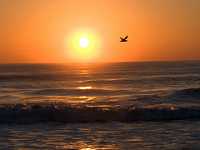 sunrise and seagull Amelia Island 2177